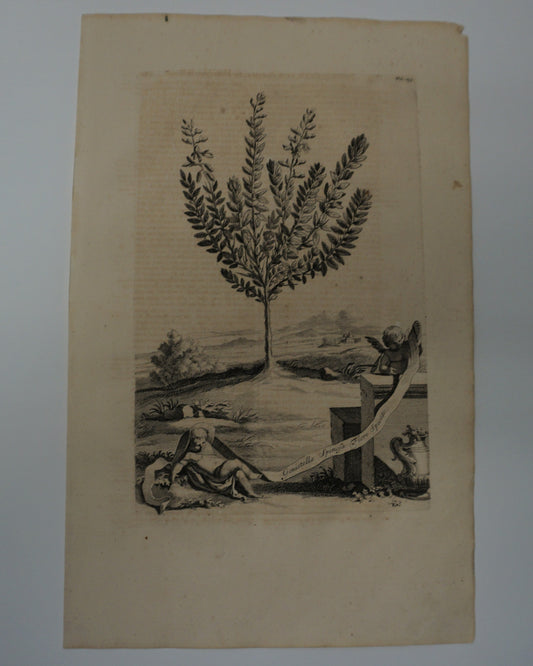 Etching Engraving of Genistella Spinofa Flore Spicato, Abraham Munting, 1696