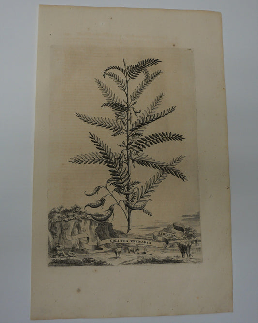 Etching Engraving of Colutea Vesicaria Aethiopica, Abraham Munting, 1696