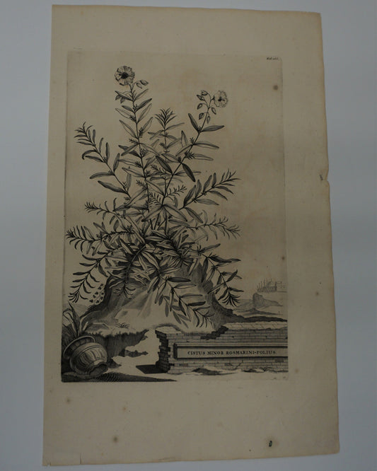 Etching Engraving of Cistus Minor Rosmarini-Folius, Abraham Munting, 1696