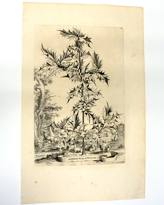 Etching Engraving of Agrifolium Auratum, Abraham Munting, 1696