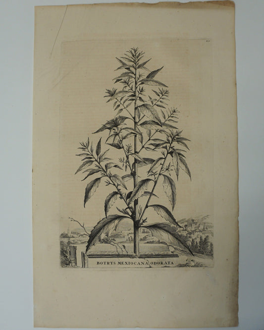 Etching Engraving of Botrys Mexiocana Odorata, Abraham Munting, 1696