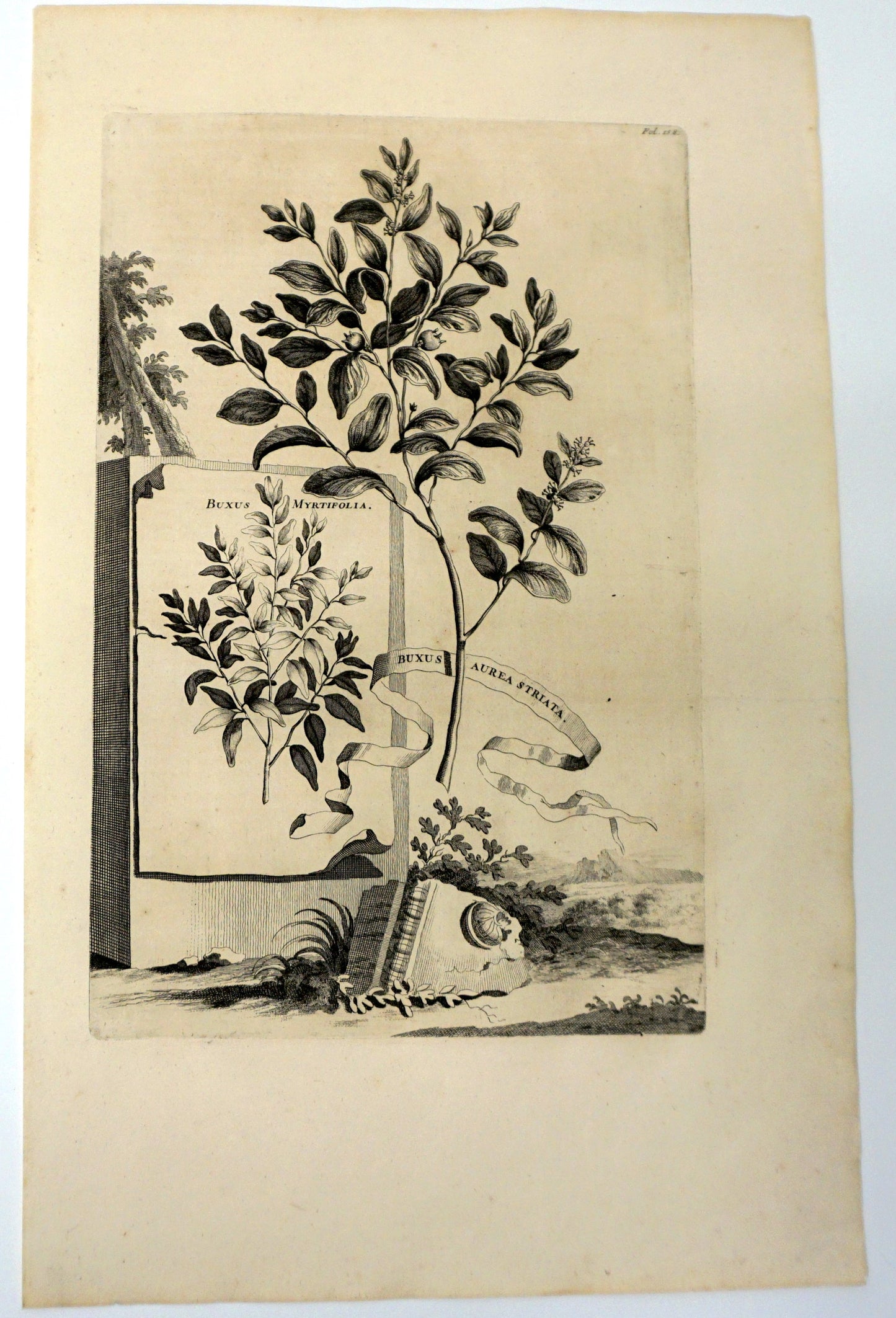 Botanical Etching Engraving, Abraham Munting, 1696