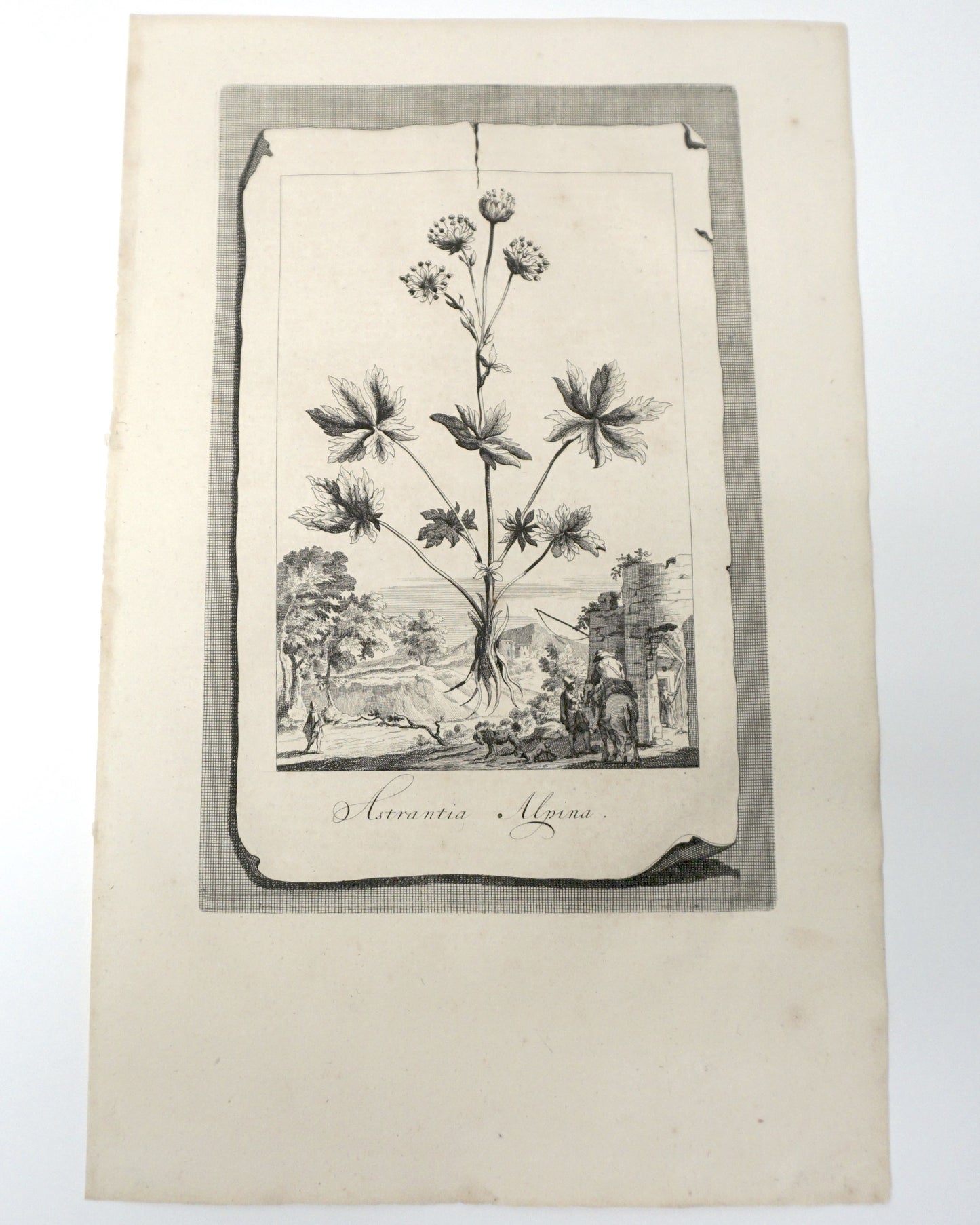 Etching Engraving of Astrantia Alpina, Abraham Munting, 1696