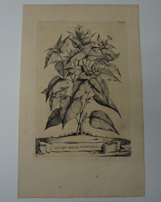 Etching Engraving of Jalappa Minor Purpurea, Abraham Munting, 1696