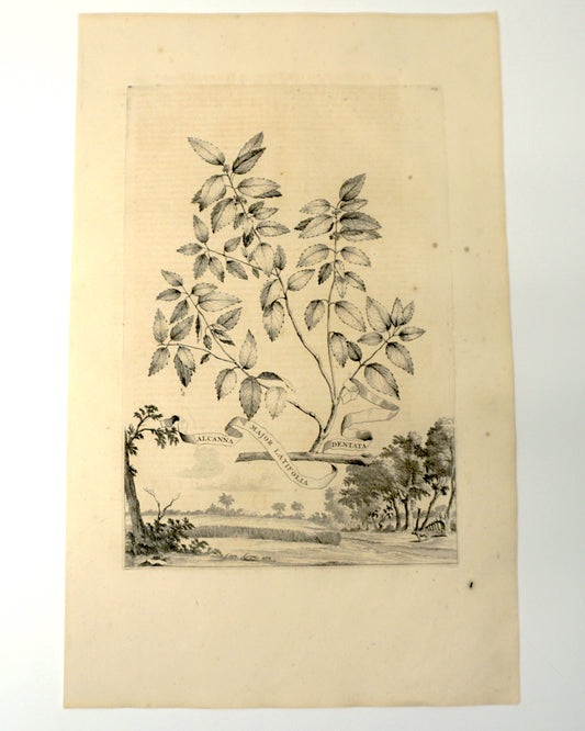 Etching Engraving of Alcanna Major Latifolia Denata, Abraham Munting, 1696