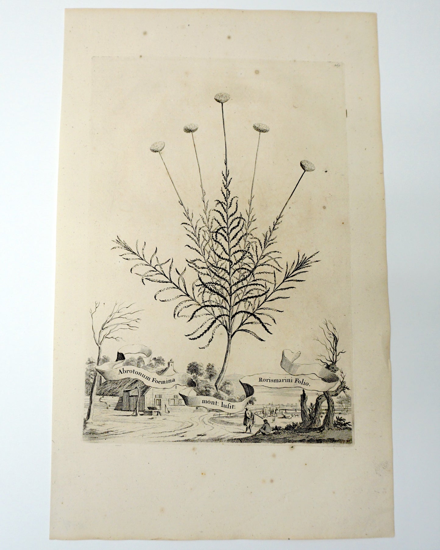 Botanical Etching Engraving, Abraham Munting, 1696