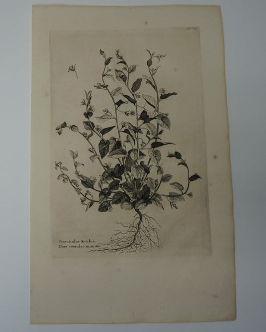 Etching Engraving of Convolvulus Sirculus Flore Coeruleo Minimo, Abraham Munting, 1696