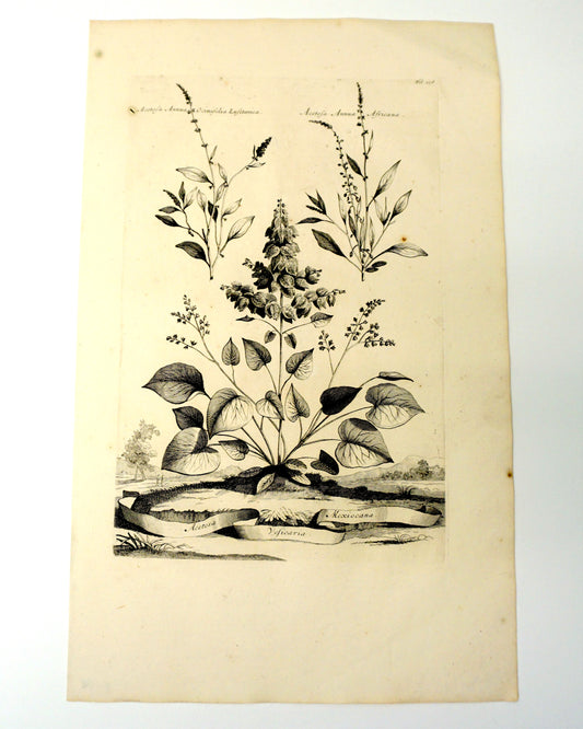 Etching Engraving of Acetosa Veficaria Mexiocana, Abrham Munting, 1696