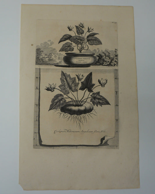 Etching Engraving of Cyclamen Hederaceum Angulosum Flore Albo, Abraham Munting, 1696