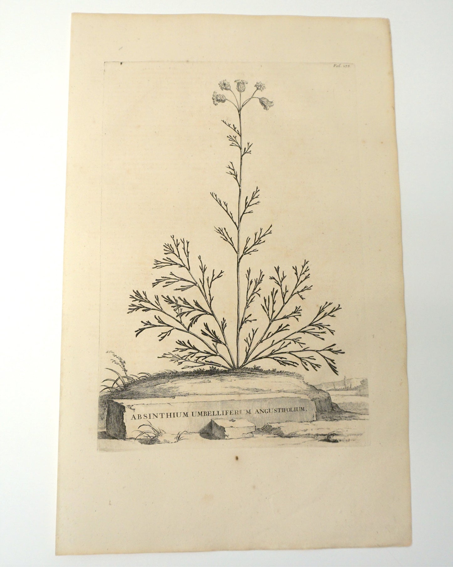 Etching Engraving of Absinthium Umbelliferum Angustifolium, Abraham Munting, 1696