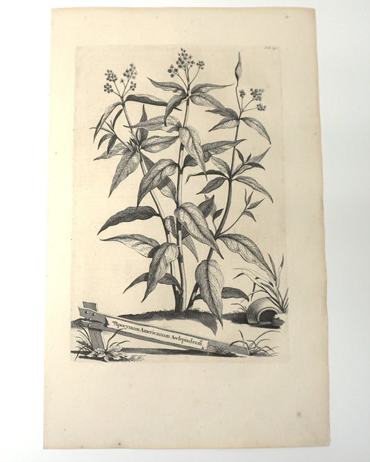 Etching Engraving of Apocynum Americanum Asclepiadeum, Abraham Munting, 1696