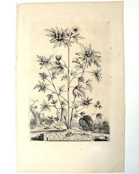 Etching Engraving of Alcea Vesicaria Aethiopica, Abraham Munting,1696