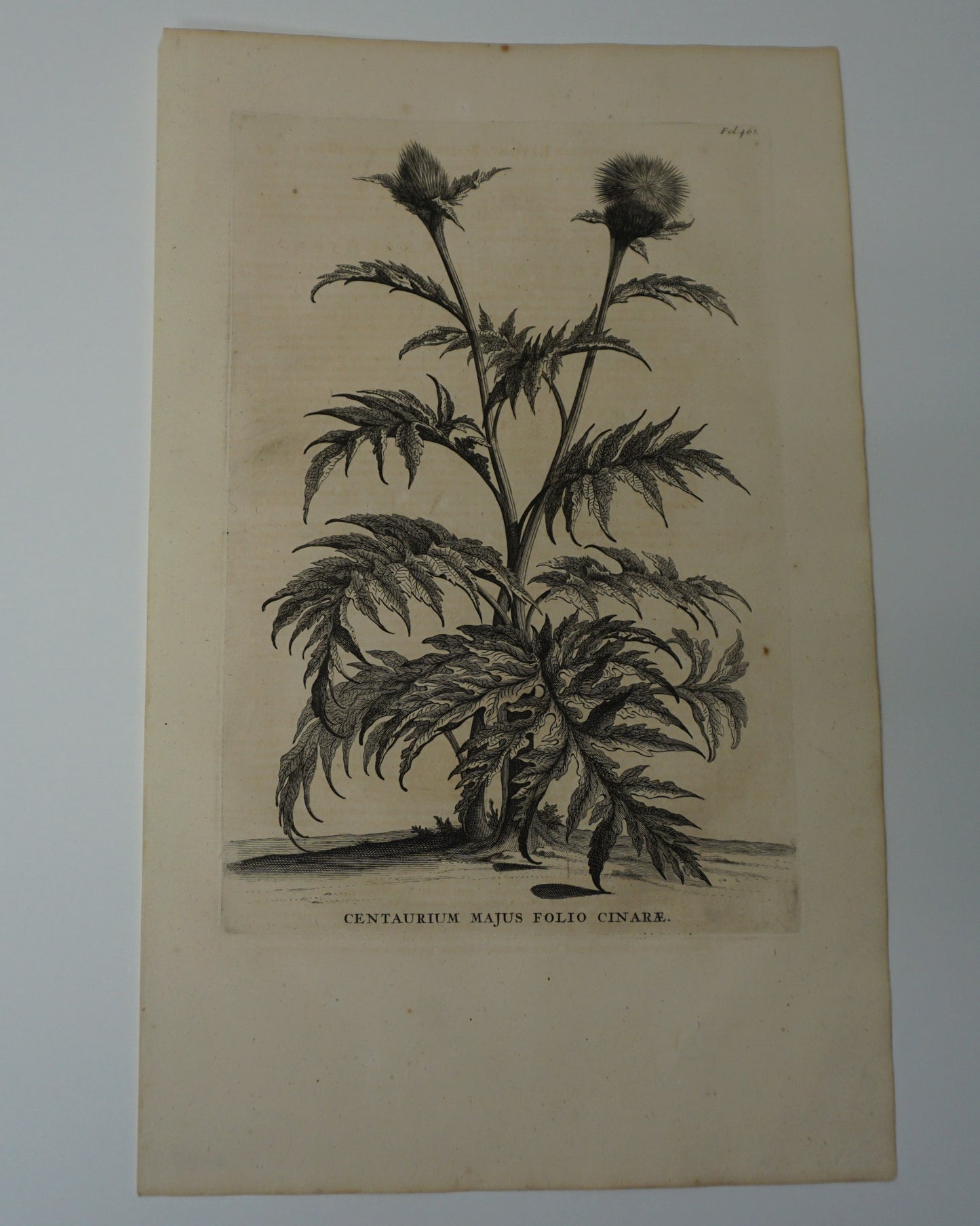 Etching Engraving of Centaurium Majus Folio Cinare, Abraham Munting, 1696