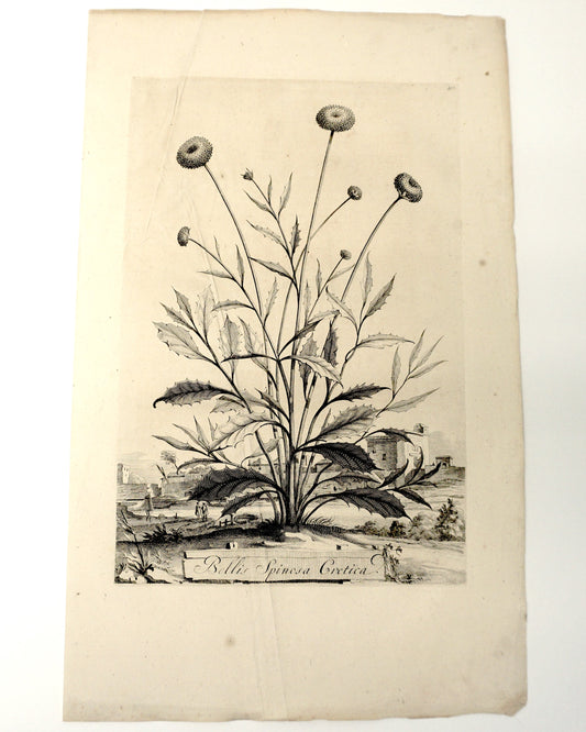 Etching Engraving of Bellis Spinosa Cretica, Abraham Munting, 1696