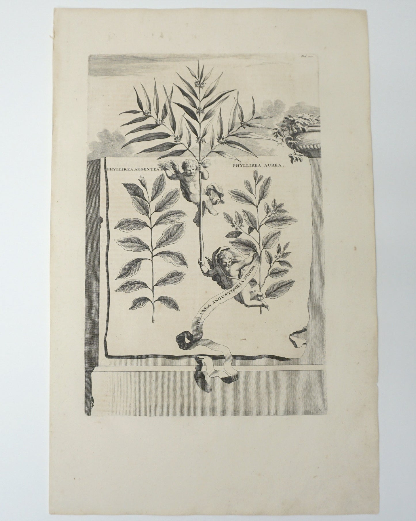 Botanical Etching Engraving, Abraham Munting,1696