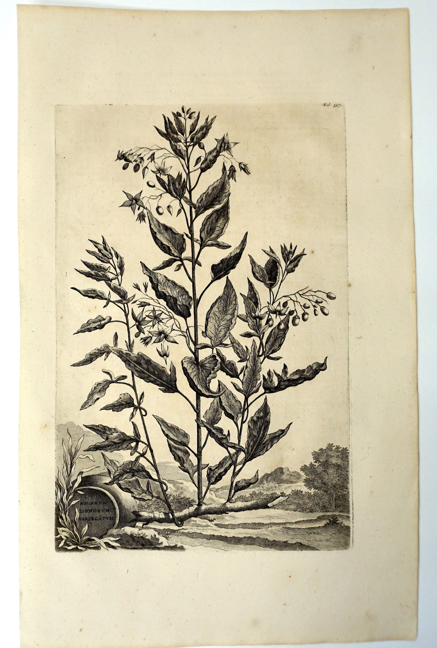 Botanical Etching Engraving, Abraham Munting, 1696