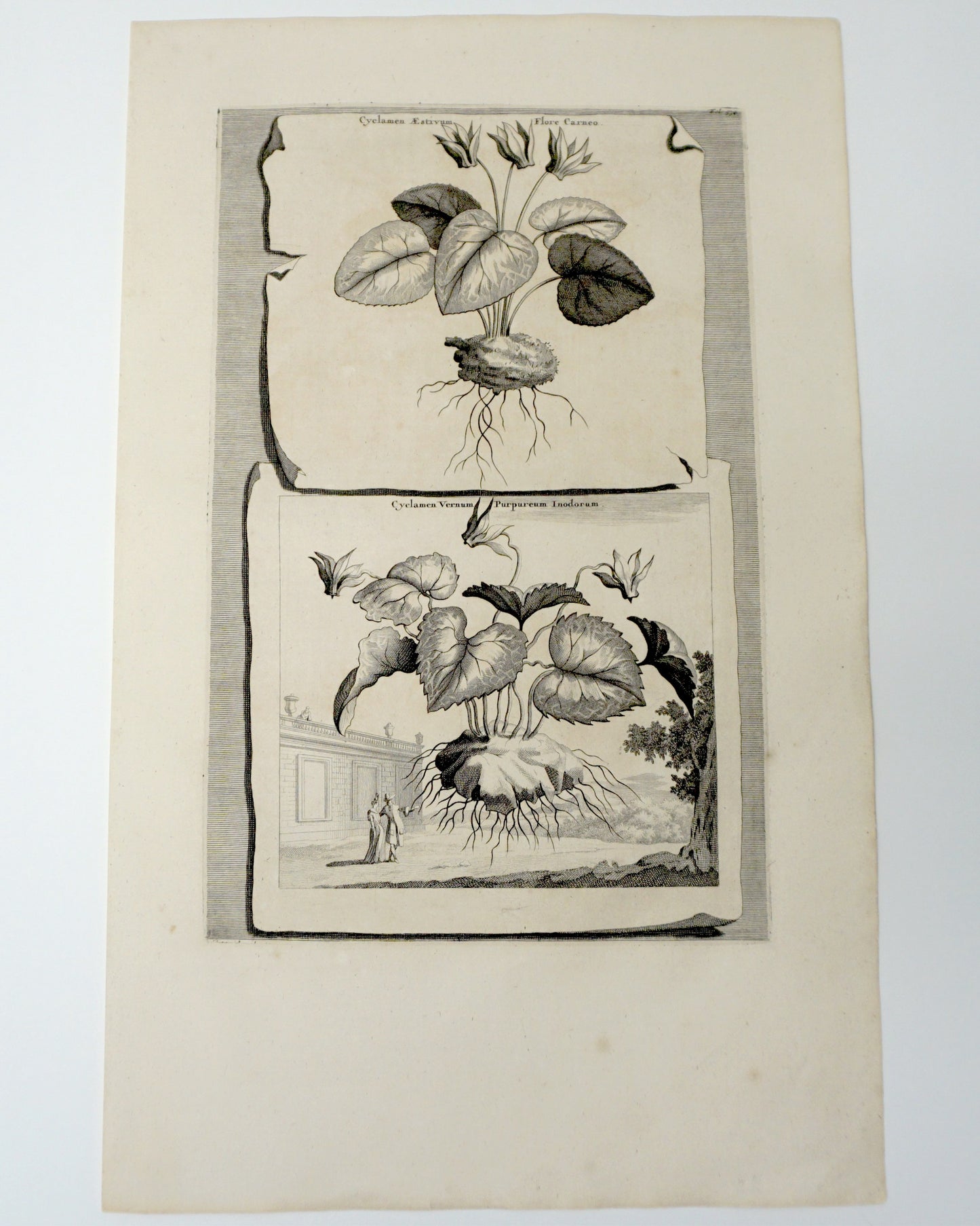 Botanical Etching Engraving, Abraham Munting, 1696