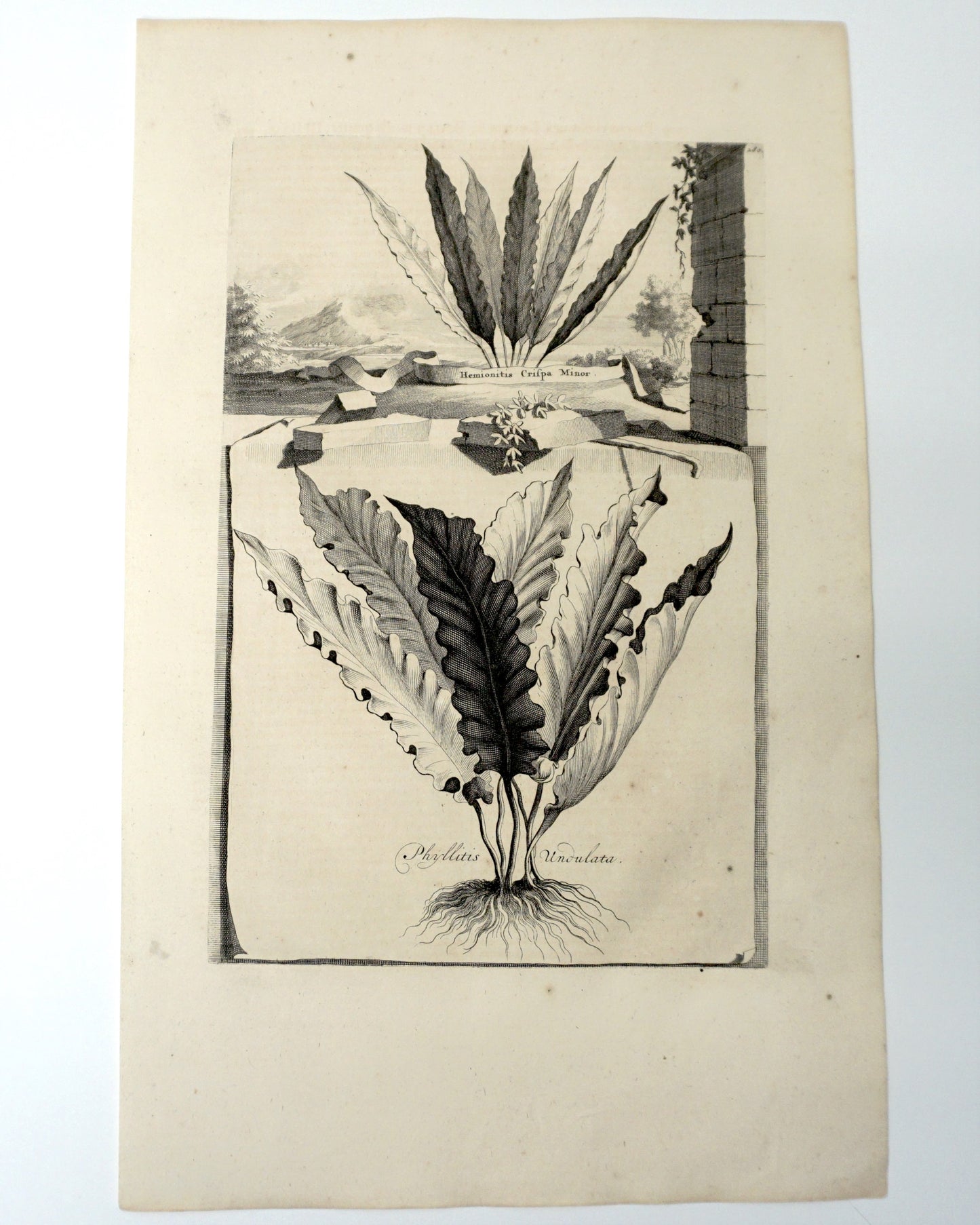 Botanical Etching Engraving, Abraham Munting, 1696