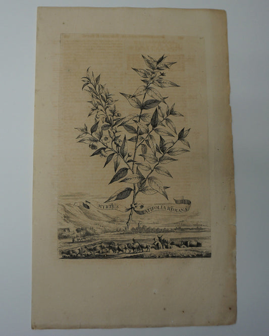 Etching Engraving of Myrtus Latifolia Romana, Abraham Munting, 1696
