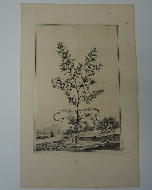 Etching Engraving of Myrtus Tarentina Media, Abraham Munting, 1696