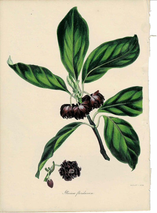 Purple Hand-colored Botanical, Illicium Floridanum, 1838