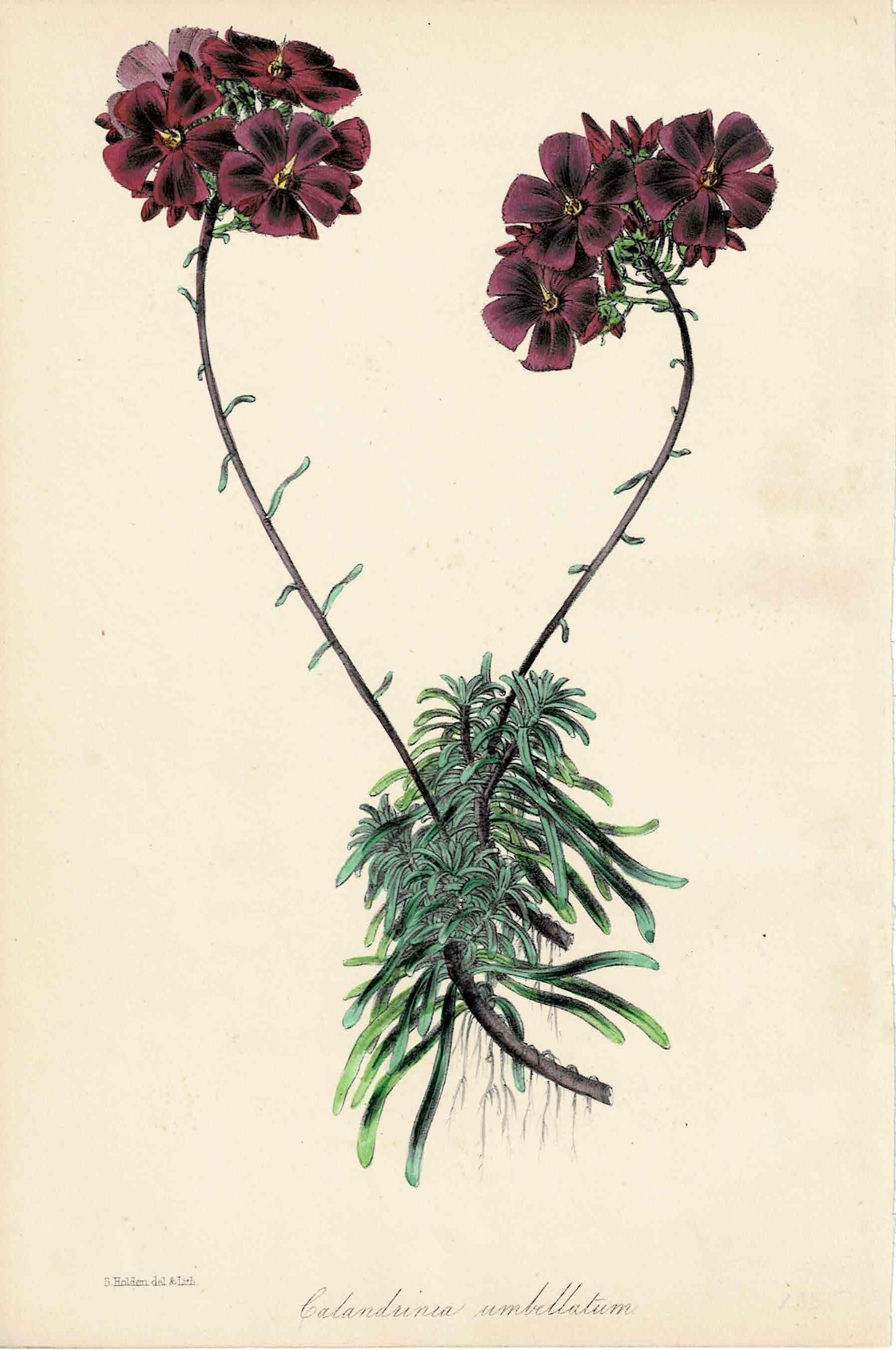 Purple Hand-Colored Botanical, Calandrinia Umbellatum, c. mid-1800s