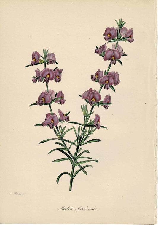 Purple Hand-Colored Botanical, Mirbelia Floribunda, c. mid-1800s