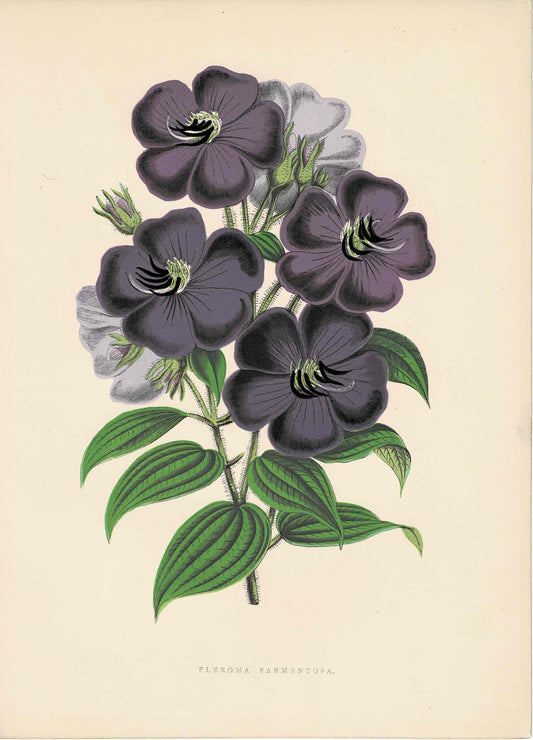 Purple Hand-Colored Botanical, Pleroma Sarmentosa, c. mid-1800s