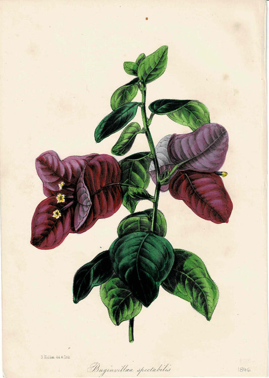 Pink Hand-Colored Botanical, Buginvillaea Spectabilis, By S. Holden, c. mid-1800s