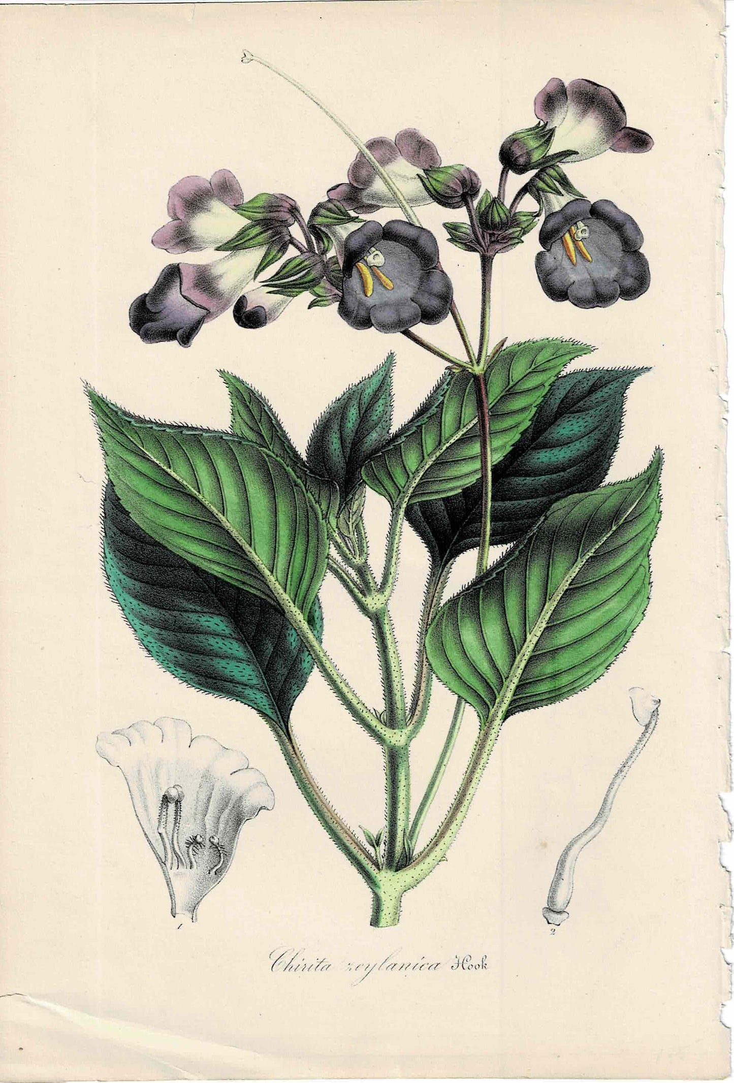 Purple`Hand-Colored Botanical, Chirita Zeylanica, c. mid-1800s