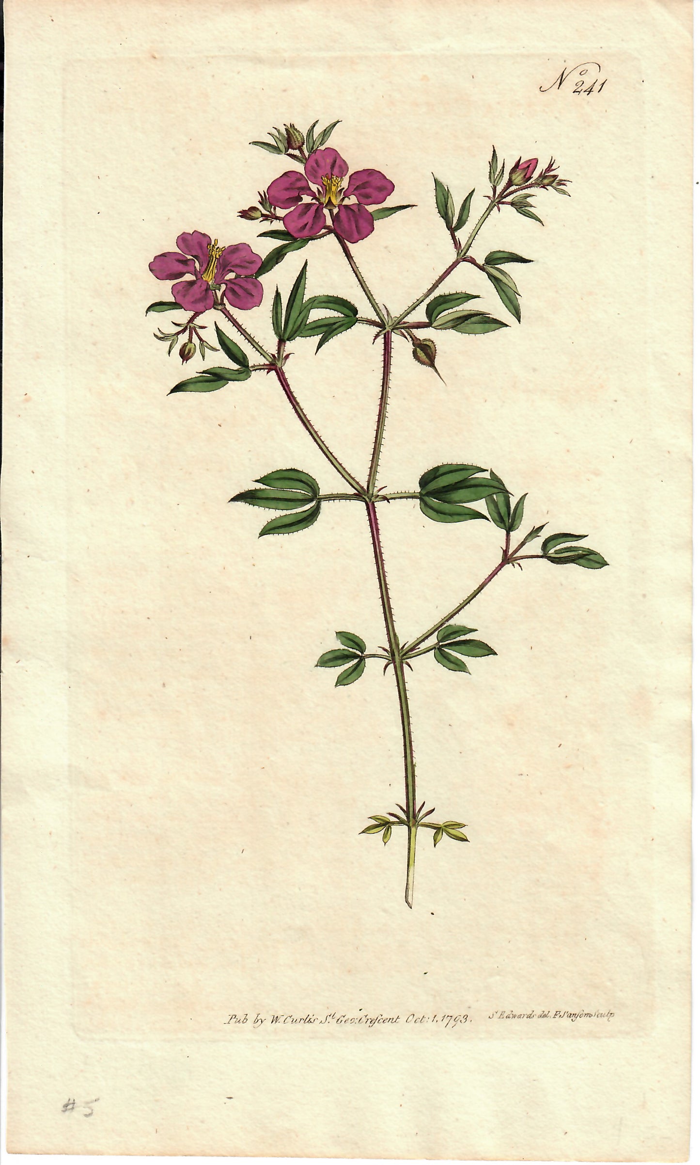 Purple Hand-Colored Botanical, S. Edwards, 1793