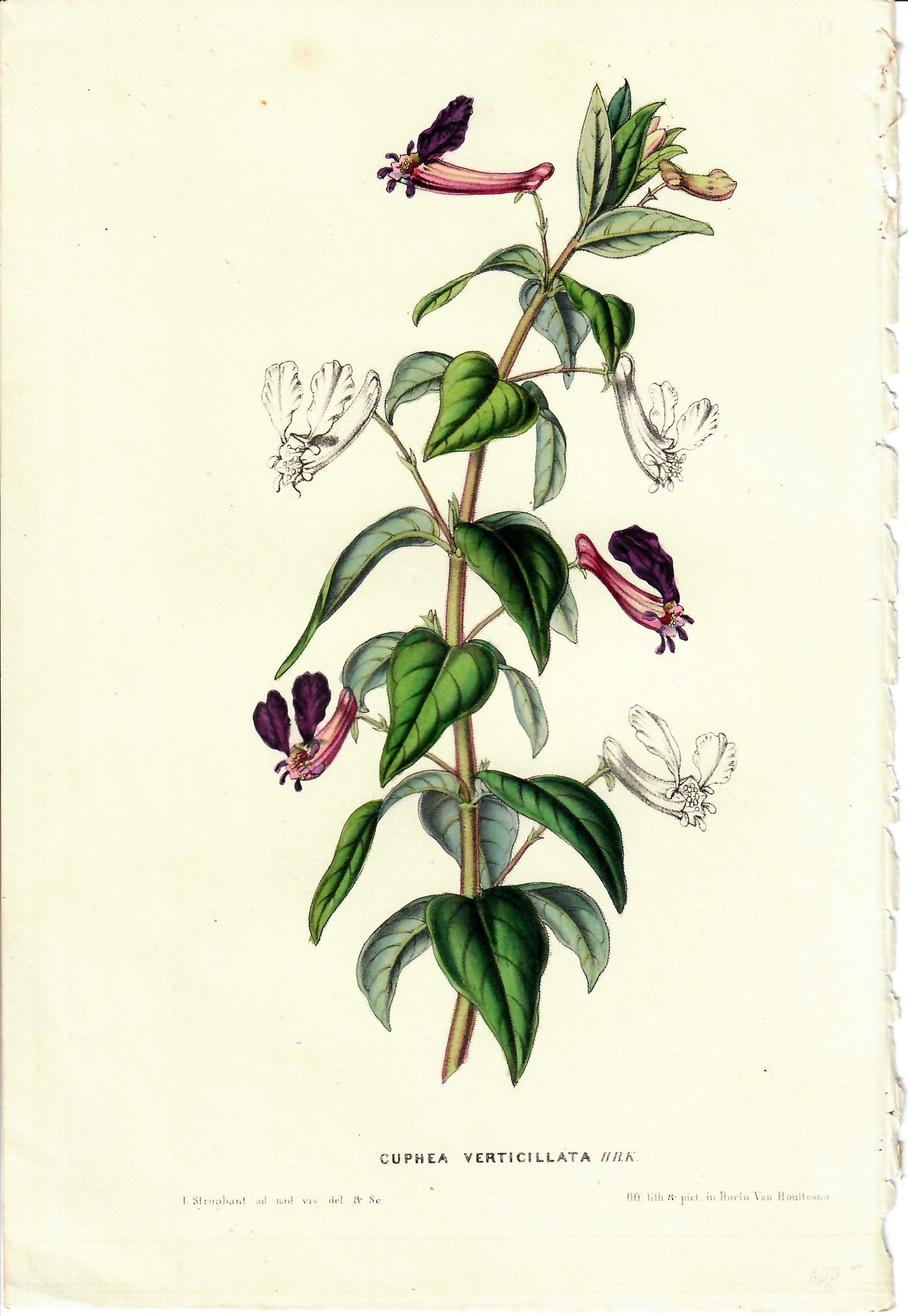 Purple Hand-Colored Botanical, Cuphea Verticillata, Horto Van Houtteano, c. mid 1800s