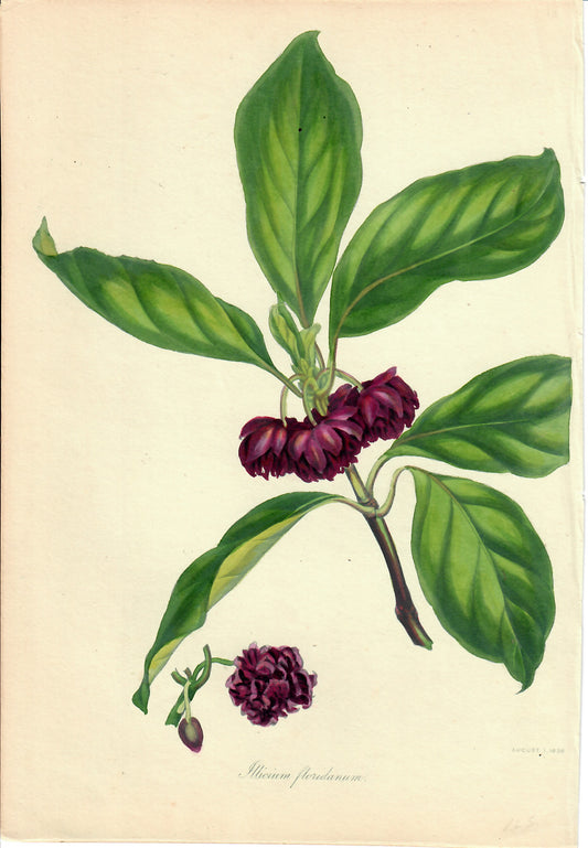 Purple Hand-Colored Botanical, Illicium Floridanum, 1836