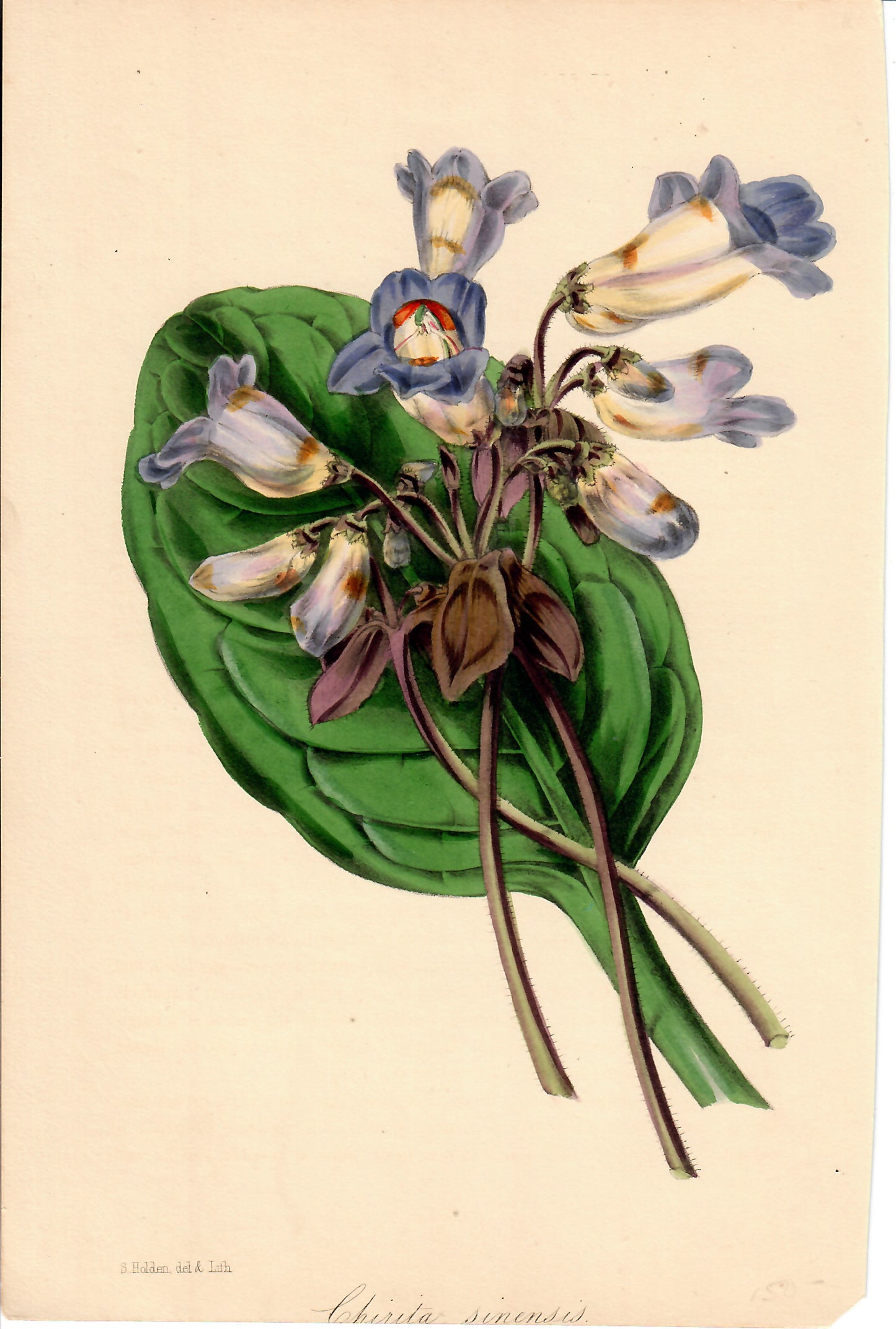 Purple Hand-Colored Botanical, Chirita Sinensis S. Holden, c. mid-1800s