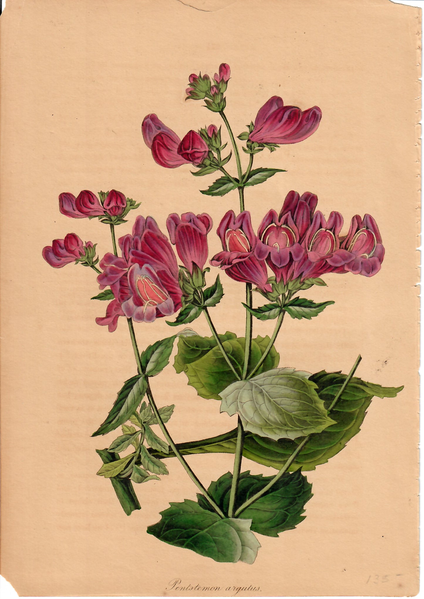 Magenta Hand-Colored Botanical, Pentstemon Argustus, c. mid-1800s