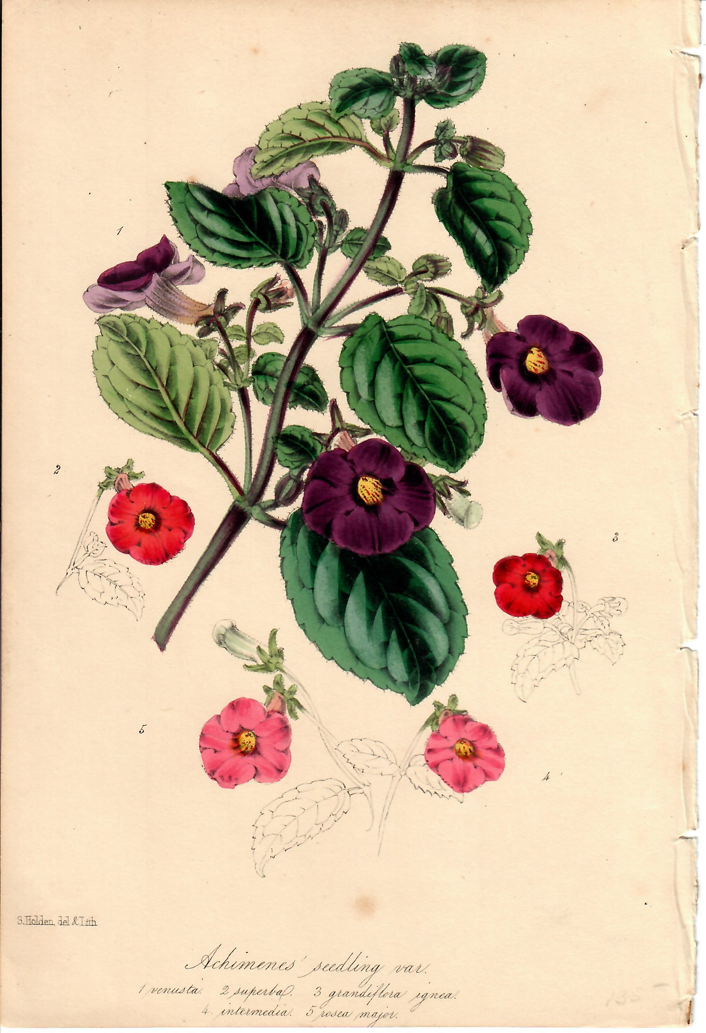 Purple, Pink, and Red Hand-Colored Botanical, Achimenes Seedling Van, S. Holden. c. mid-1800s