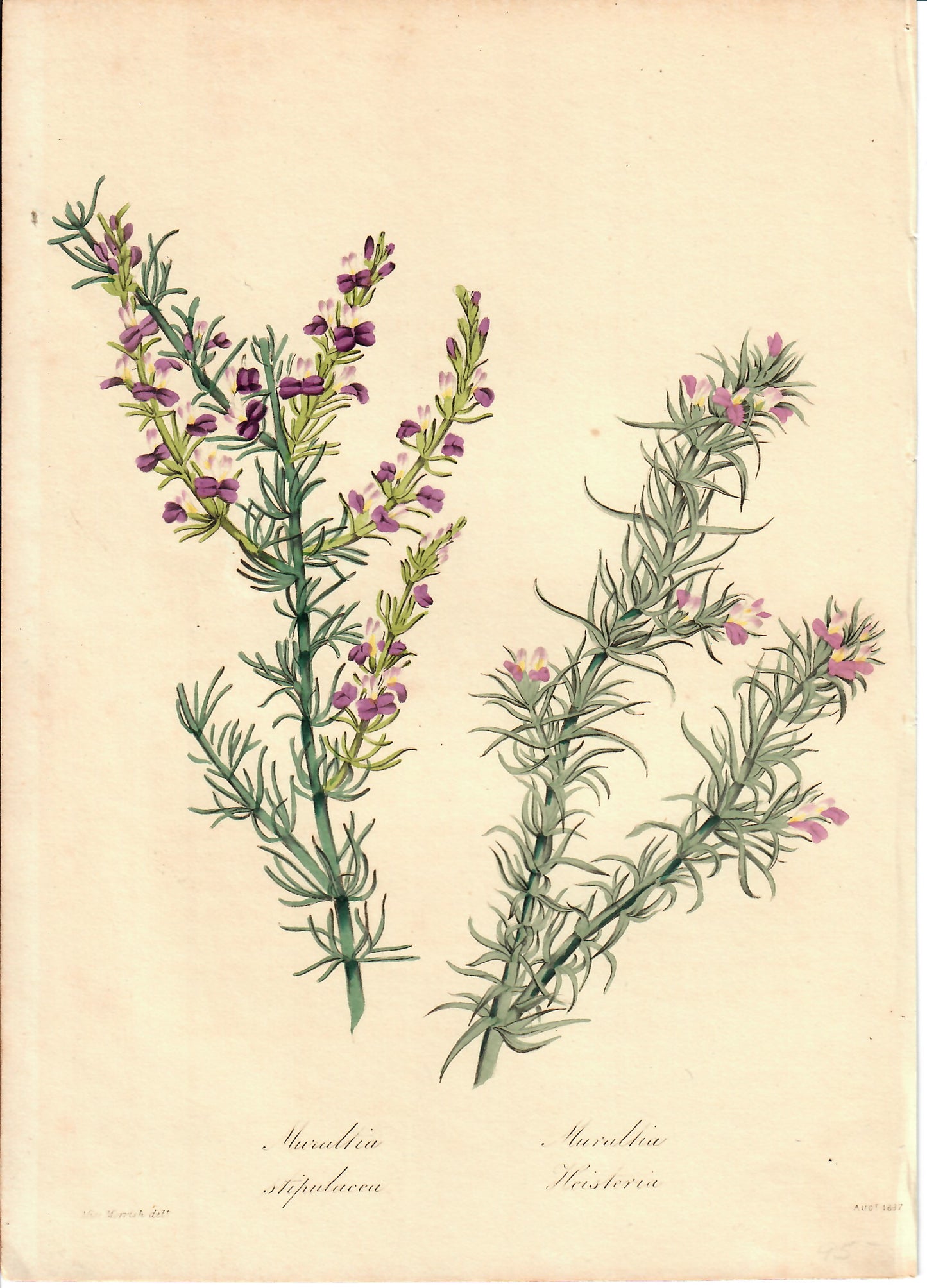 Purple and Pink Hand-Colored Botanical, Miss Morrish, 1837