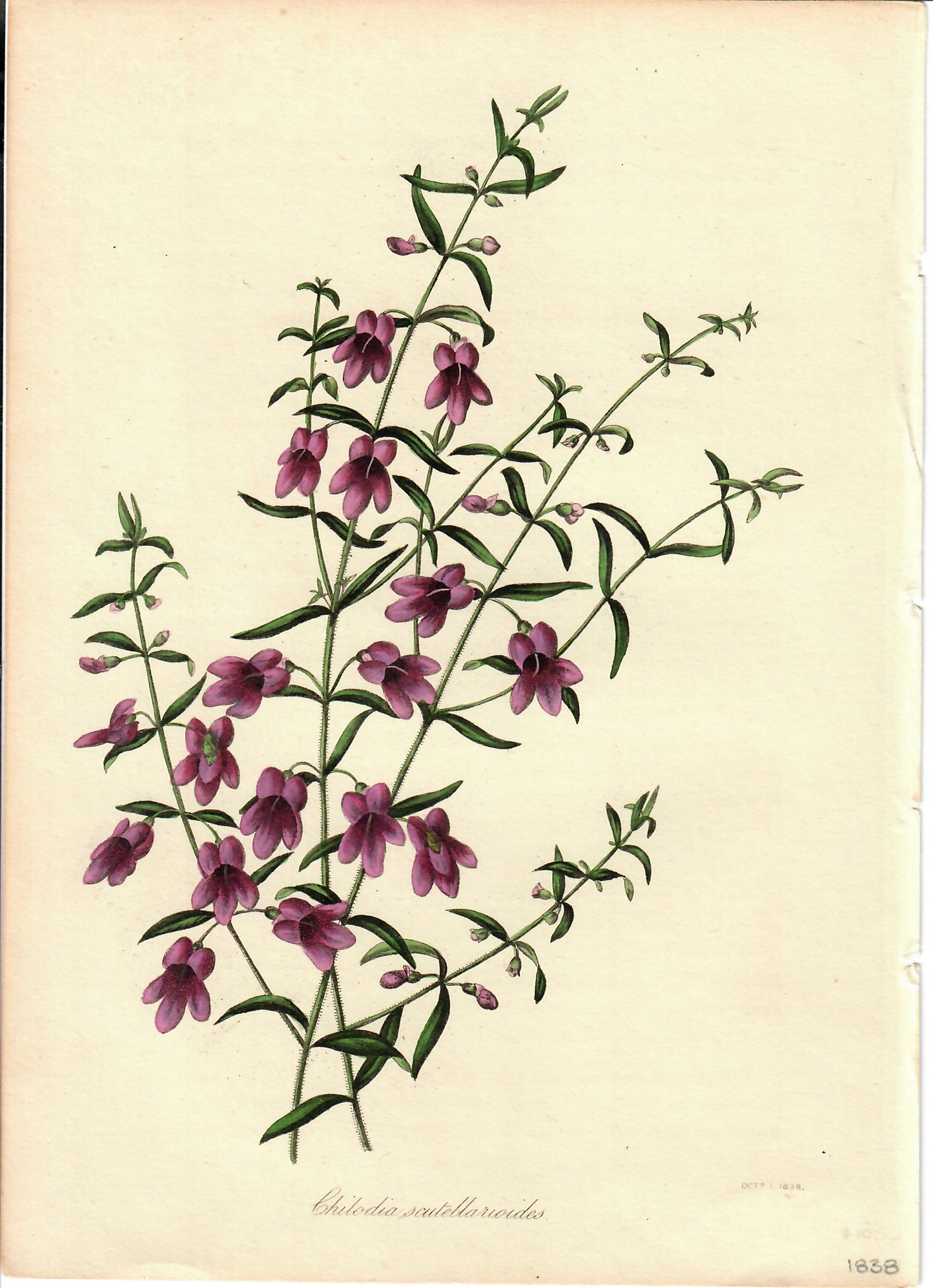 Purple Hand-Colored Botanical, Chilodia Scutellarioides, 1838