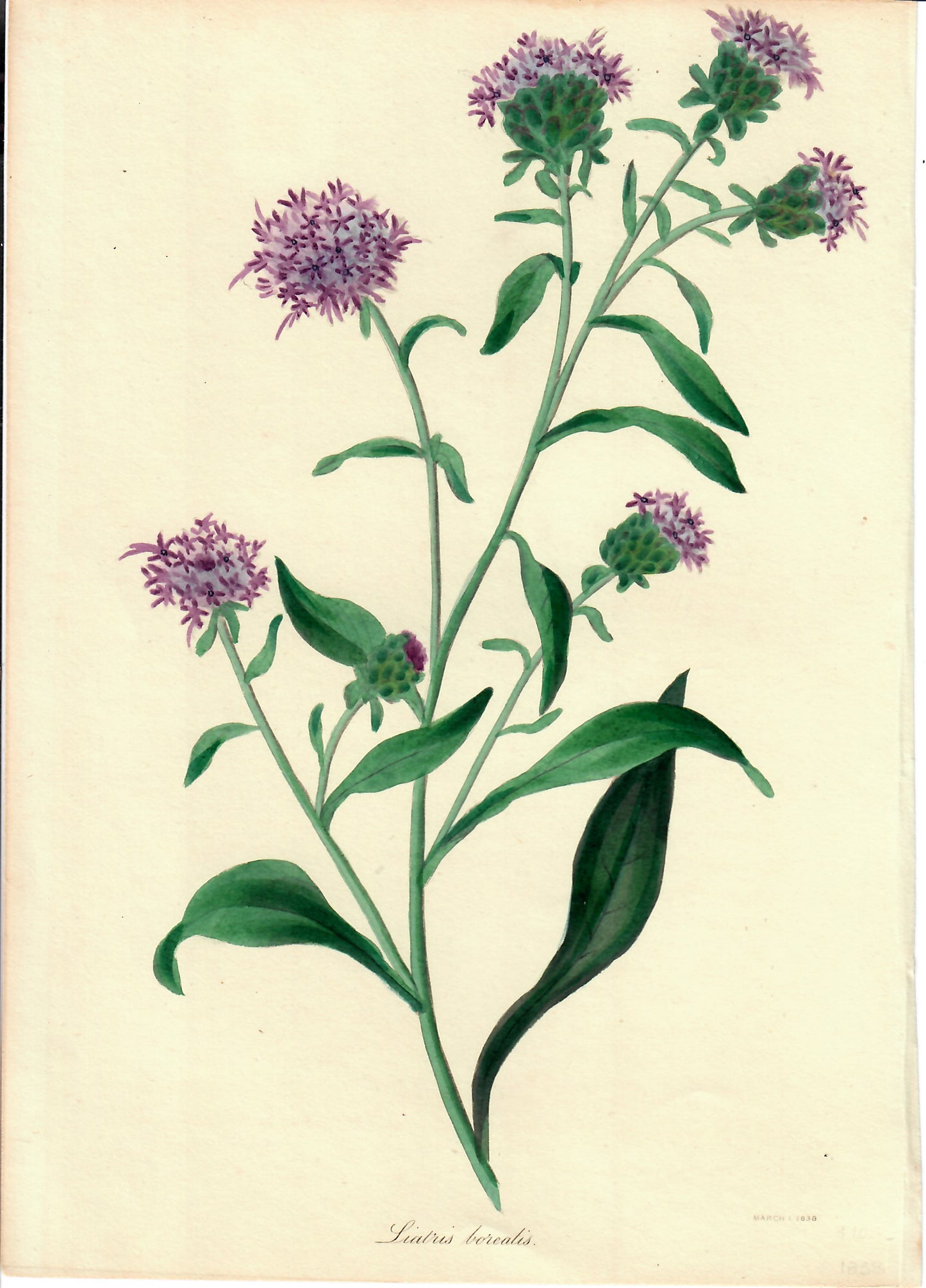 Purple Hand-Colored Botanical, Liatus Borealis,1838