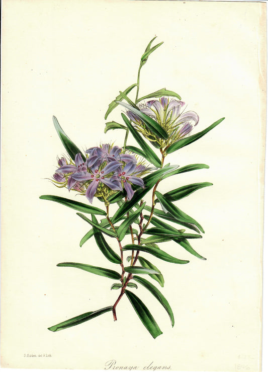 Purple Hand-Colored Botanical, Pronaya Elegans, S. Holden, 1846