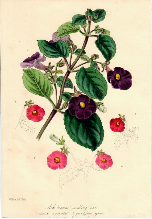 Purple and Pink Hand-Colored Botanical, Achimenes Seedling Van, S. Holden, 1849