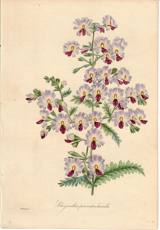 Purple Hand-Colored Botanical, Schizanthus Pinnatus Humilis, F.W. Smith, 1835