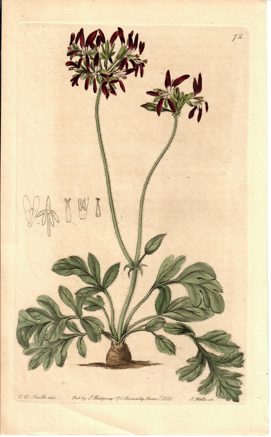 Purple Hand-Colored Botanical, E.D. Smith, 1821