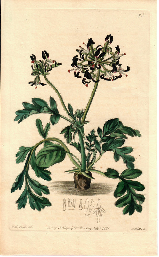 Black Hand-Colored Botanical, E.D. Smith, c. mid-1800s
