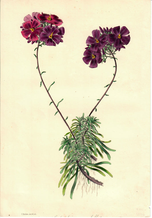 Purple and Pink Hand-Colored Botanical, Calandrinia Umbellatum, S. Holden, c. mid-1800s