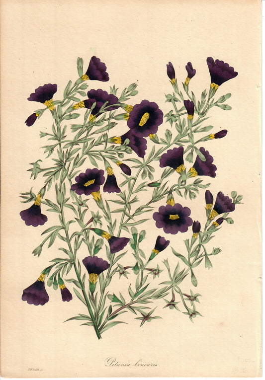 Purple Hand-Colored Botanical, Petunia Linearis, F.W. Smith, 1836