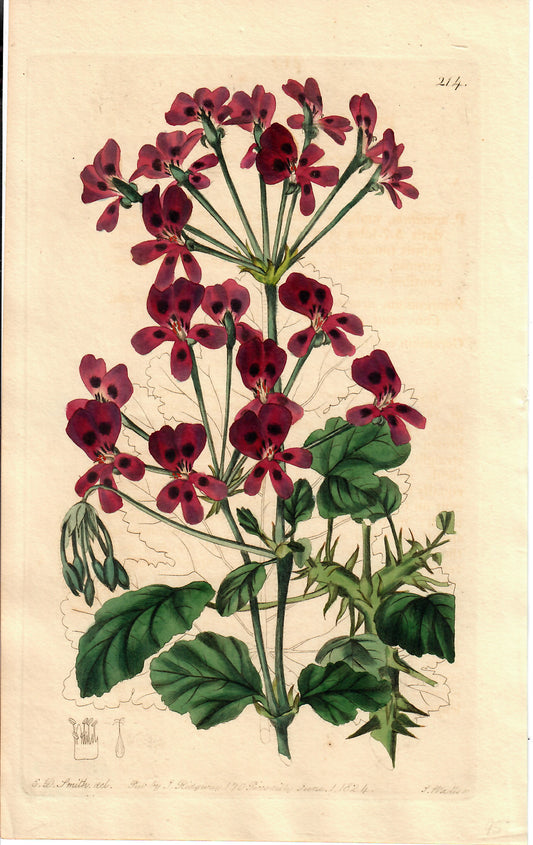 Pink Hand-Colored Botanical, E.D. Smith, 1824