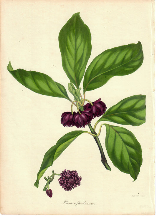 Purple Hand-Colored Botanical, Illicium Floridanum, 1838