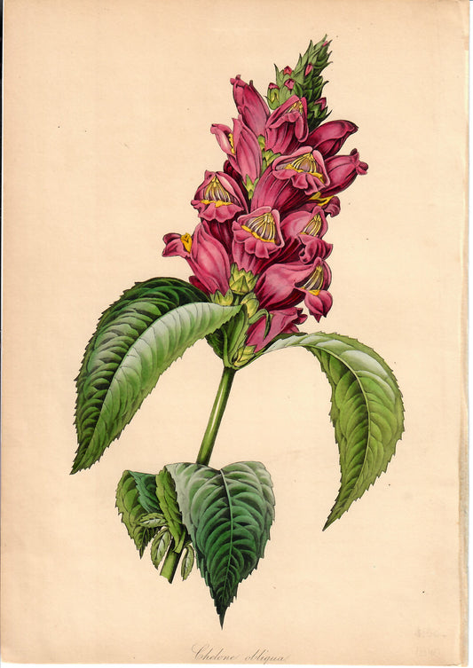Pink Hand-Colored Botanical, Chelone Aligua, 1840