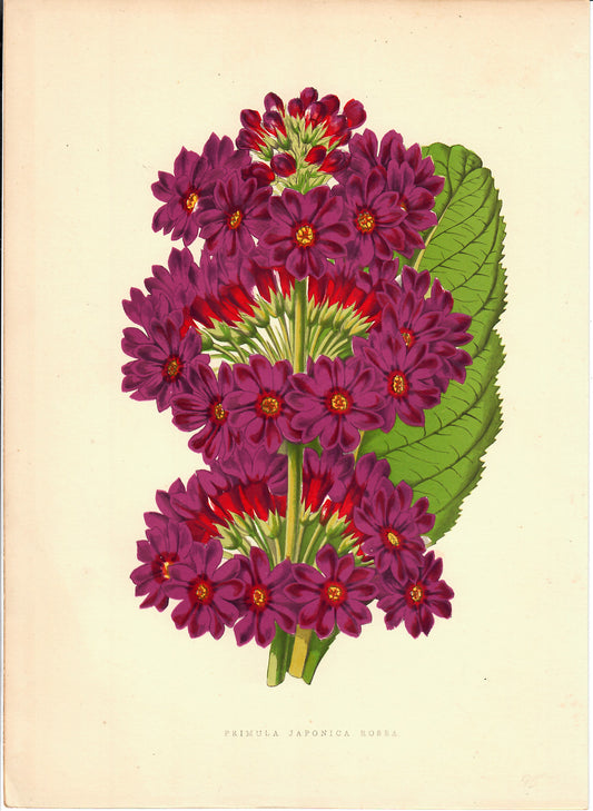 Magenta Hand-Colored Botanical. Primula Japonica Rosea, c. mid-1800s